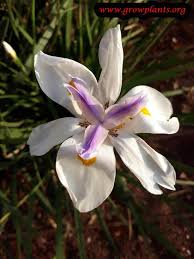 We did not find results for: African Iris How To Grow Care