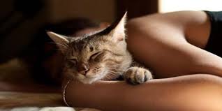 Mengistirahatkan perut kucing selama satu hari juga bagus dalam mengurangi peradangan. Cewek Ini Mengeluh Sakit Perut Setelah Diperiksa Ternyata Penyebabnya Banyaknya Bulu Kucing Di Dalam Kemaluannya Paling Seru