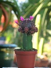 The moon phase calculator shows exact times of the various moon phases for cactus butte, arizona, usa in year 2020 or in other locations and years. Moon Cactus Black Nestreeo Com