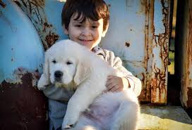 Home Golden Cellars English Cream Goldens 15 Minutes To Tampa 60 Minutes To Orlando Disney World 60 Minutes To Sarasota 4 Hours To Miami And Fort Lauderdale 3 Hours To Jacksonville