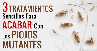 La ivermectina es un medicamento antiparasitario que se obtiene por reacciones químicas a partir de sustancias naturales. Tratamiento Contra Los Piojos Tiene Piojos Mutantes