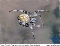 Allergic rhinitis won't cause white spots on the back of your throat or discolor your to tongue, it can cause irritation of your throat from the post. Spiders Section Uk Safari