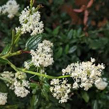 Image result for Cyrtorchis glaucifolia