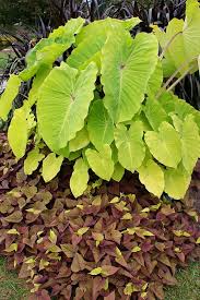 We did not find results for: Ipomoea Batatas Sweet Caroline Sweetheart Red Colocasia Colocasia Plant Leaves Plant Care