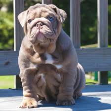 Explore 40 listings for blue british bulldog puppies for sale uk at best prices. Lilac Blue Eyed English Bulldog Puppy English Bulldog Puppies Bulldog Puppies Puppies And Kitties