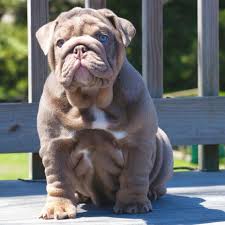 He is growing fast and turning into a wonderful keebler is adorable, just look at those green eyes and those one of a kind ears! Pin On Darr S Bullies
