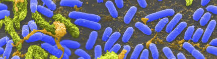 Microorganisms differ from each other not only in size, but also in structure, habitat, metabolism, and many other characteristics. Marine Microbes Smithsonian Ocean