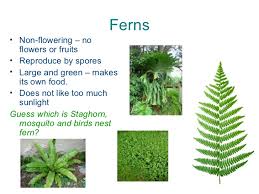 Similarities Of Flowering And Nonflowering Plants Comparing Flowering And Non Flowering Plants