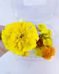 Where to buy edible flowers canada. Edible Flower Power Small 50 Count Clamshell Sky Harvest