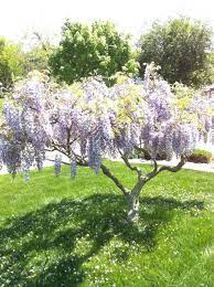 Weeping Lilac Tree Just Took This Photo Via Dpbkmb Lilac Tree Garden Trees Flowering Trees