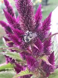 Pin On Gardening