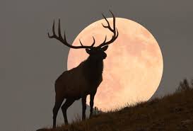 Admirez la Lune du Cerf ainsi que trois pluies de météores à la fin du mois de juillet.