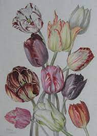 Dorothea Maclagan Sale Price Botanical Flower Art Flower Drawing Botanical Painting