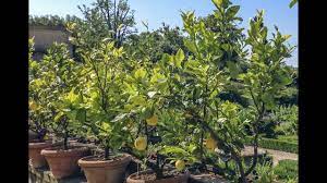 F c dm am i wonder how, i wonder why. Citrus Root Rot Emergency Repotting For Container Citrus Youtube