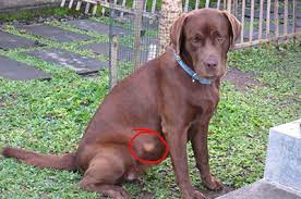 11 warning signs of cancer in dogs that every owner should know: Should You Be Concerned About Fatty Tumors On Your Dog The Animal Medical Center