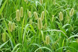 Image result for Setaria pumila