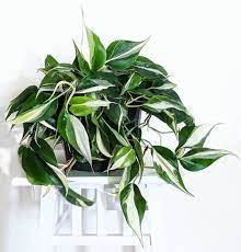 The philodendron is not a plant per se as many believe, but a genus of plants scientifically known as araceae. Dria On Instagram I Ve Always Adored The Philodendron Brasil Yesterday I Spotted This Cream Splash Variety House Plants Indoor Plants Plant Decor Indoor