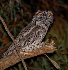 May 04, 2020 · tawny frogmouths are found throughout australia in almost all habitat types, from the red and arid outback to suburban backyards. Bird Of The Month Tawny Frogmouth Connecting Country