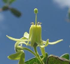 Image result for Rytigynia sp. M