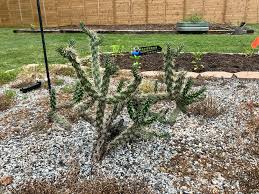 Image result for Opuntia imbricata