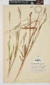 Image result for Urochloa platynota