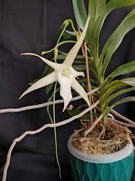 Image result for Aerangis splendida