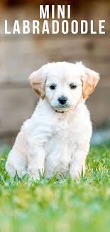 We did not find results for: Mini Labradoodle The Miniature Or Toy Poodle Labrador Retriever Mix
