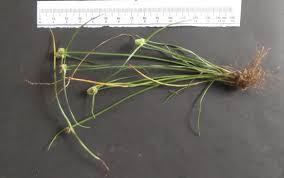 Image result for Lipocarpha nana