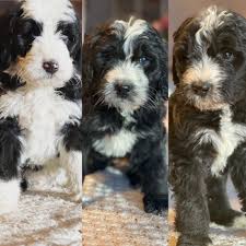 Looking of the perfect berndoodle puppy for sale? Bernedoodles Of Colorado Home Facebook