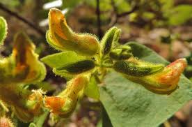 Image result for Rhynchosia resinosa