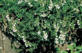 Image result for Grona setigera