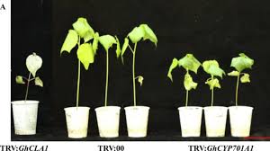 Image result for Gossypioides kirkii