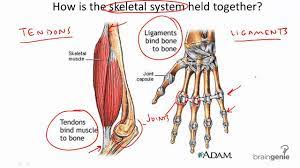 A fold of peritoneum or other membranes. 8 3 4 Tendons And Ligaments Youtube