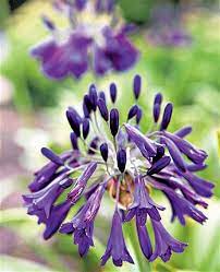 How To Grow Agapanthus A Complete Guide Agapanthus Extreme Gardening English Cottage Garden