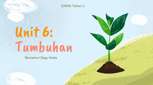 Kemahiran proses sains | memerhati. Sains Tahun 1 Unit 6 Kenali Bahagian Tumbuhan Youtube