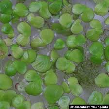 Image result for Spirodela