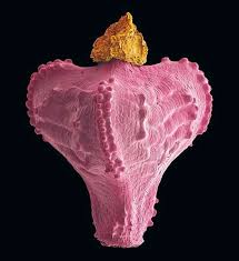 Image result for Bulbostylis hispidula