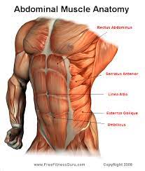 The pelvis opens superiorly to the abdomen through the pelvic inlet, while its inferior opening (the pelvic outlet) is closed by the pelvic floor (levator ani and coccygeus muscles). Freefitnessguru Abdominal Anatomy Abdominal Muscles Anatomy Muscle Anatomy Anatomy