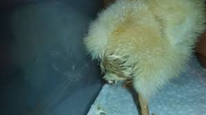 Causes of swollen abdomen in chickens. Baby Chick With Swollen Abdomen Please Help Backyard Chickens Learn How To Raise Chickens