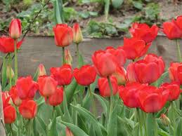 Berbagai pengetahuan tentang gambar bunga tulip warna merah dan taman lain nya juga. 5 Manfaat Tulip Untuk Kesehatan Yang Jarang Diketahui Alodokter