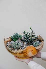 Kids will be able to choose balls that suit them, and for those who need a little assistance, cactus bowl have ball ramps. Cactus Succulent Bowls