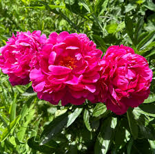 Profilo per Ridge Road Garden Center