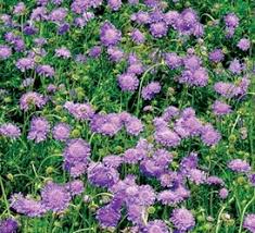 Image result for Scabiosa col.`Butterfly Blue`