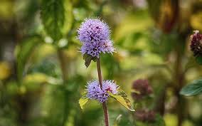 Image result for Mentha aquatica