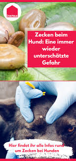 Zecken Beim Hund Wirksam Bekampfen Das Haus Zecken Hund Zecken Hunde