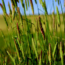 Image result for Phalaris