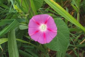 Image result for Ipomoea lapathifolia