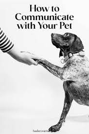 How To Communicate With Animals Wellness Trends Healer Animals