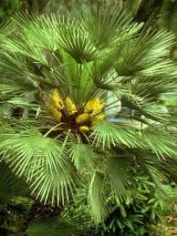 Palmier Nain Chamaerops Humilis Le Jardin Du Pic Vert Palmier Nain Jardinerie Palmier