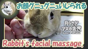 お顔グニュグニュいじられる ウサギのだいだい 2018年4月25日 ウサギ 顔 うさぎ